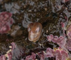 Margarites helicinus