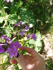 Hesperis matronalis