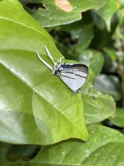 Hypolycaena