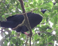 Chamaepetes unicolor