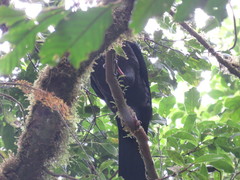Chamaepetes unicolor