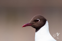 Chroicocephalus ridibundus