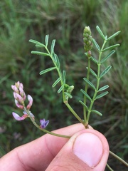 Astragalus gracilis