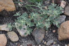 Chenopodium incanum