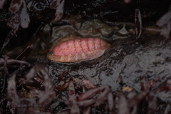 Boreochiton ruber