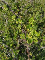 Berberis hispanica