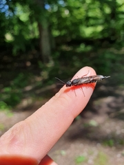 Xiphydriidae