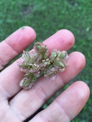 Vesper montanus