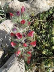 Echium albicans
