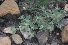 Chenopodium incanum