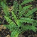 Christmas Fern - Photo (c) Michael J. Papay, some rights reserved (CC BY), uploaded by Michael J. Papay