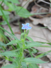 Aegonychon purpurocaeruleum