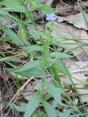 Aegonychon purpurocaeruleum