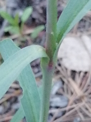 Gypsophila altissima