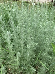 Artemisia austriaca