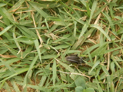 Neodorcadion bilineatum