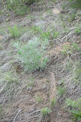 Artemisia campestris pacifica