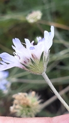 Pycnocomon intermedium