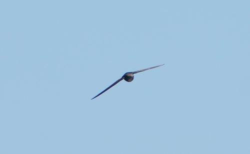 White-rumped Swift, 6060 Penha Garcia, Portugal, photo 8 of 10