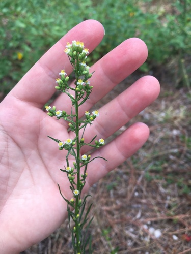 Erigeron canadensis image
