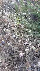 Pycnocomon intermedium