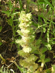 Ajuga orientalis