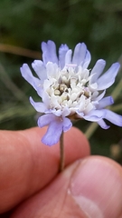 Pycnocomon intermedium