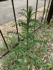 Carduus acanthoides