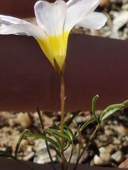 Oxalis burkei