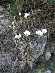 Cerastium gibraltaricum