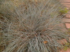 Festuca glauca