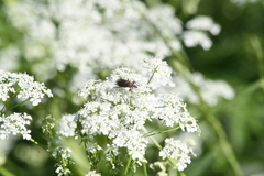 Bibio hortulanus