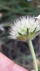 Pycnocomon intermedium