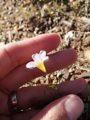Oxalis burkei