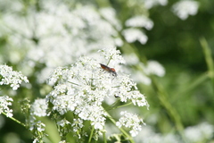 Bibio hortulanus