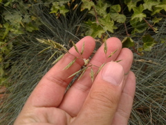 Festuca glauca