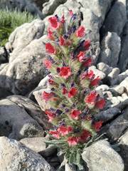 Echium albicans