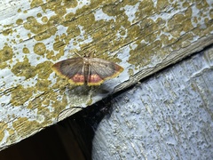 Chrysocraspeda nigribasalis