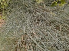 Festuca glauca