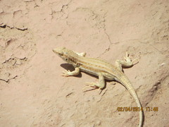 Acanthodactylus boskianus asper