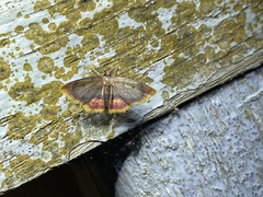 Chrysocraspeda nigribasalis