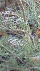 Pycnocomon intermedium