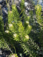 Phylica confusa