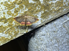 Chrysocraspeda nigribasalis