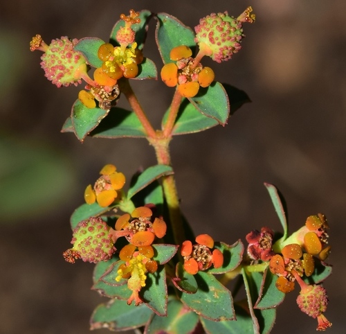 Euphorbia nevadensis