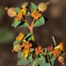 Euphorbia nevadensis - Photo (c) faluke, algunos derechos reservados (CC BY-NC), subido por faluke