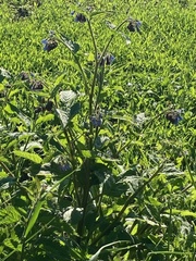 Symphytum caucasicum