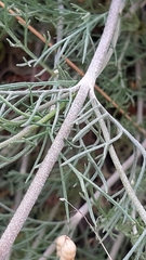 Pycnocomon intermedium