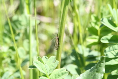 Chrysocramboides craterella