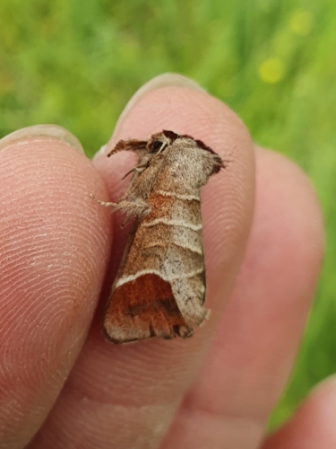 Clostera curtula